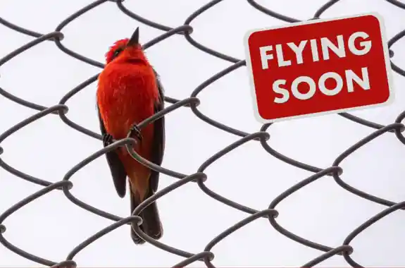 00 Flyingsoon Crop