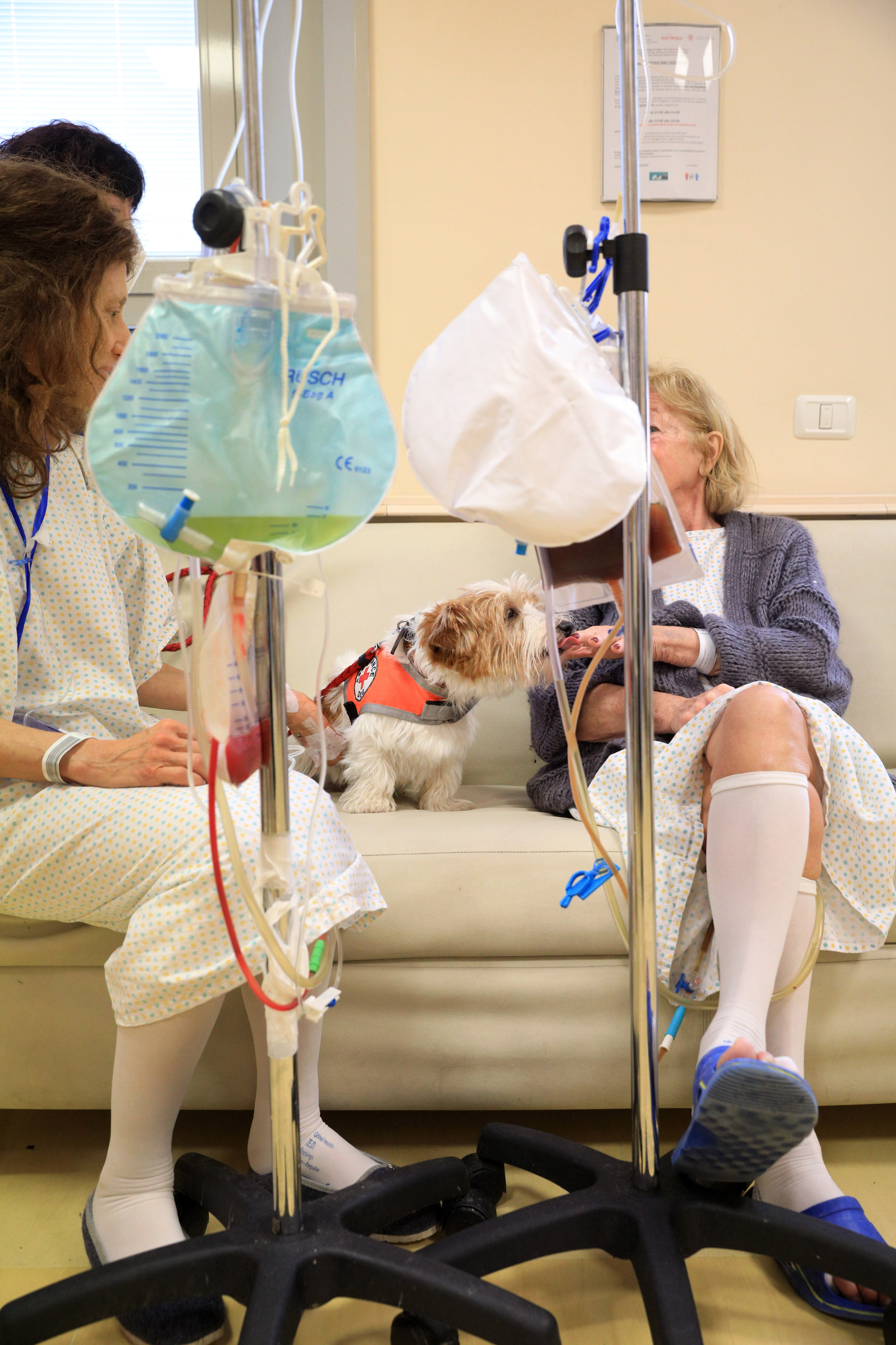 Pet Therapy Banca Di Bologna 3 (1)